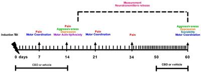 Oral Cannabidiol Prevents Allodynia and Neurological Dysfunctions in a Mouse Model of Mild Traumatic Brain Injury